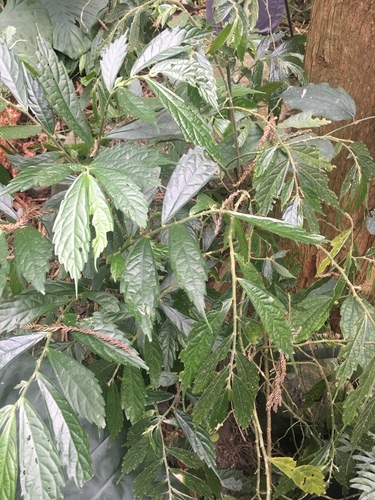 Elatostema lineolatum iNat (1)