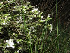Arenaria grandiflora