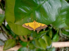 Endocrossis flavibasalis