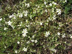 Arenaria grandiflora