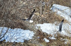 Larus fuscus