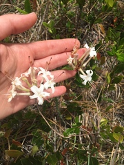 Rhododendron atlanticum