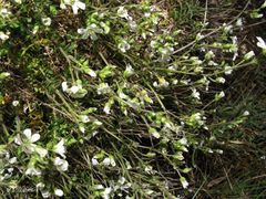 Arenaria grandiflora