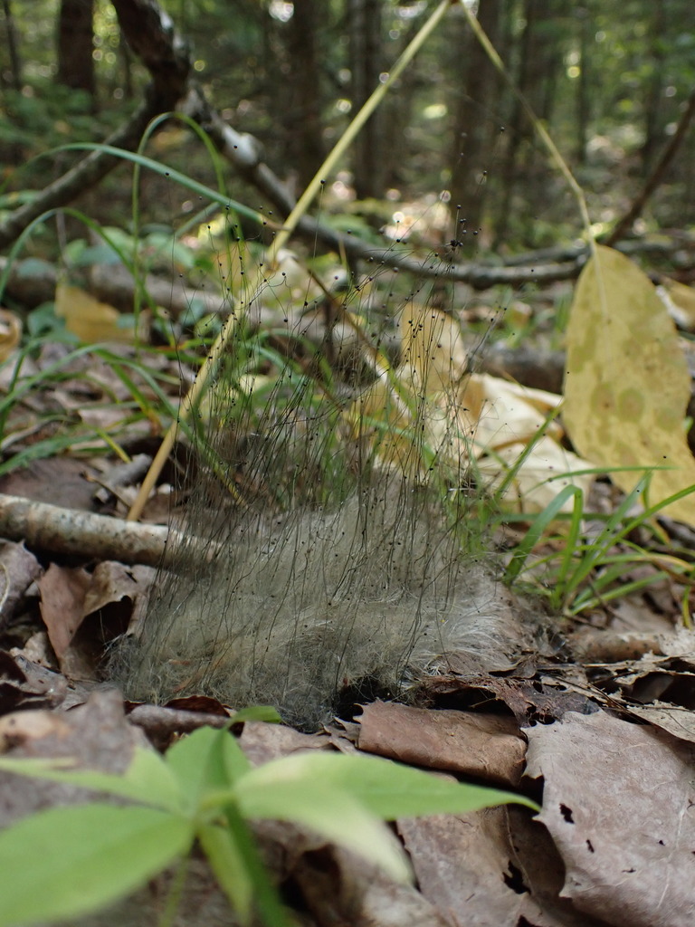 Phycomyces blakesleeanus