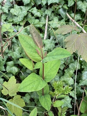 Magnoliopsida