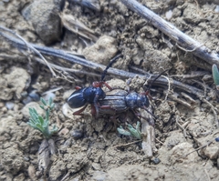 Dorcadion cinerarium