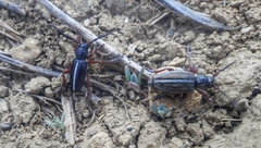 Dorcadion cinerarium