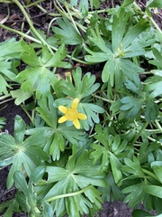 Ficaria verna