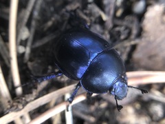 Trypocopris vernalis