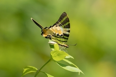 Graphium antiphates itamputi