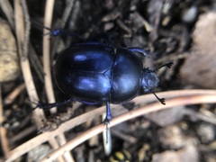 Trypocopris vernalis