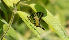 Graphium antiphates itamputi