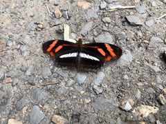 Podotricha telesiphe