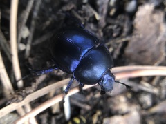 Trypocopris vernalis