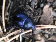 Trypocopris vernalis