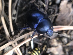 Trypocopris vernalis