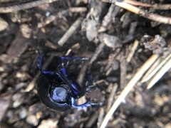 Trypocopris vernalis