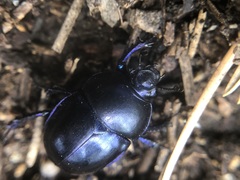 Trypocopris vernalis