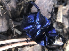 Trypocopris vernalis