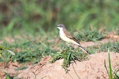Motacilla capensis simplicissima