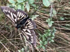 Metardaris cosinga