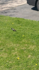 Sturnus vulgaris