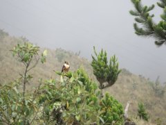Geranoaetus albicaudatus