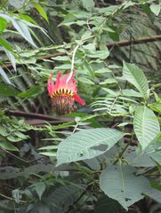 Mutisia lanata
