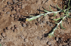 Gnaphalium remyanum