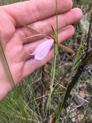Cleistesiopsis divaricata