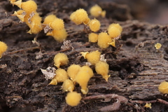 Hemitrichia calyculata