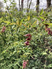 Leycesteria formosa