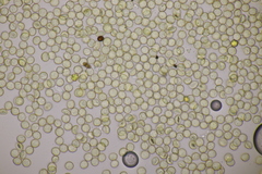 Hemitrichia calyculata