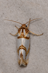 Argentostiria koebelei