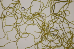 Hemitrichia calyculata