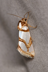 Argentostiria koebelei
