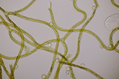 Hemitrichia calyculata