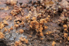 Metatrichia floriformis