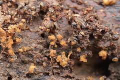 Metatrichia floriformis