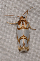Argentostiria koebelei