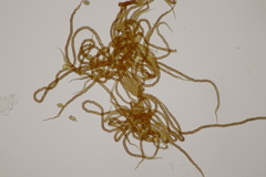 Metatrichia floriformis