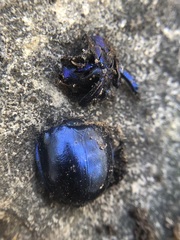 Trypocopris vernalis