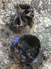 Trypocopris vernalis