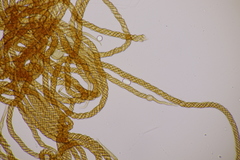 Metatrichia floriformis