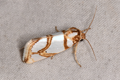 Argentostiria koebelei