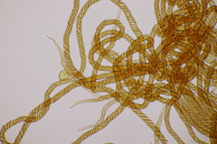 Metatrichia floriformis