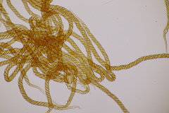 Metatrichia floriformis