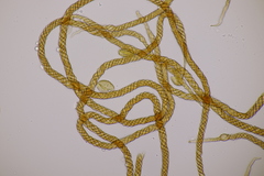 Metatrichia floriformis