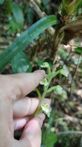 Zeuxine odorata iNat (3)