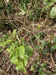 Magnoliopsida